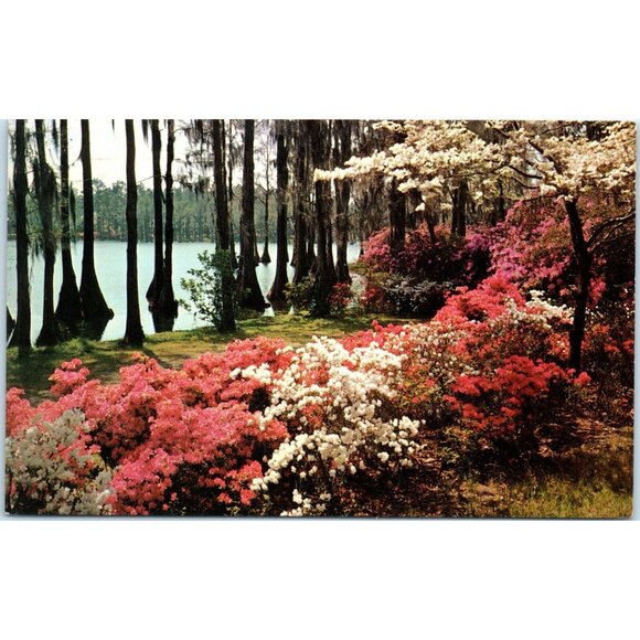 Postcard Florida Beauty Can be seen the with display white dogwood and azaleas - Picture 1 of 2